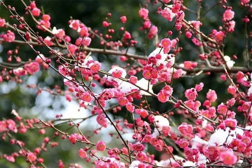  最美红梅花图片，最美红梅花图片，盛开的冬日之花--第1张