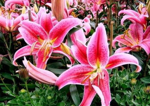  香水百合花怎么养盆栽，香水百合花盆栽养殖方法--第1张