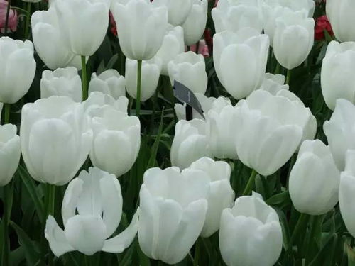  白色郁金香，纯洁与永恒的花语，白色郁金香，纯洁与永恒的花语之歌--第1张
