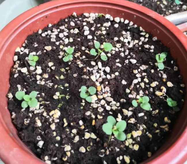  各种植物播种的方法--第1张