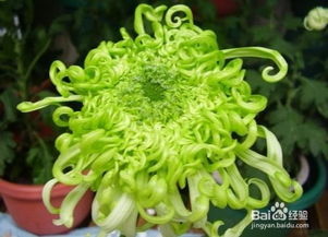  菊花代表的含义，菊花代表的友情、团结、吉祥、长寿的含义。--第1张