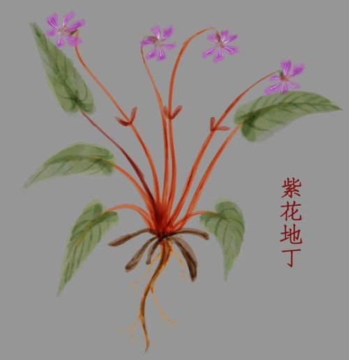  紫花地丁，自然界的奇迹--第1张