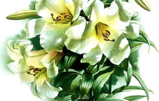  十五朵百合花的寓意与象征，爱的永恒承诺，十五朵百合花的永恒承诺，爱的永恒与纯洁--第1张