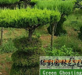  龙柏树，古老与神秘的绿色精灵--第1张