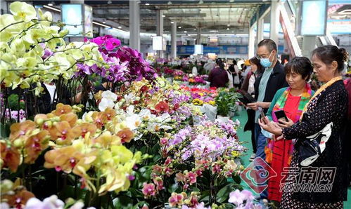  昆明斗南花卉市场，花都之美，花卉之魂--第1张