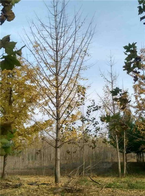  绿化工程树木价格明细，绿化工程树木价格明细，树木种类及价格详解--第1张