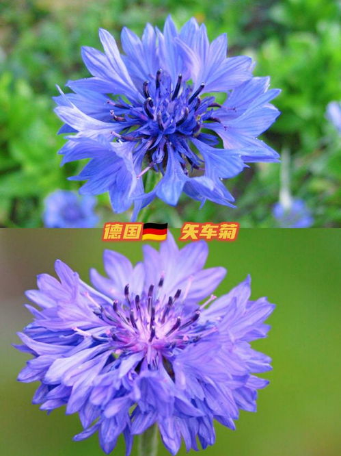  中国国花简介--第1张