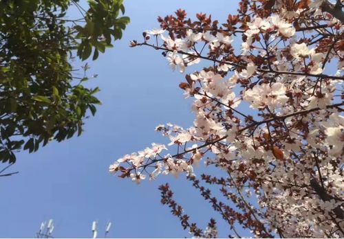  四季常青又耐寒的花，四季常青又耐寒的花有，万年青、马蹄莲、郁金香、风信子等。--第1张