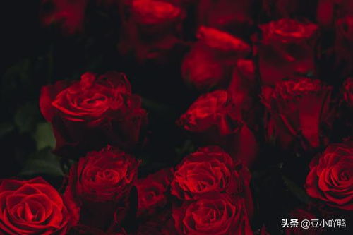  19朵玫瑰花多少朵的含义--第1张