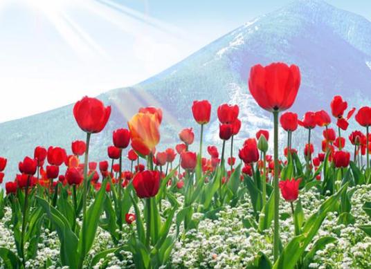  郁金香花语，语文案短句干净治愈，郁金香花语，花开治愈，生活美好如你--第1张
