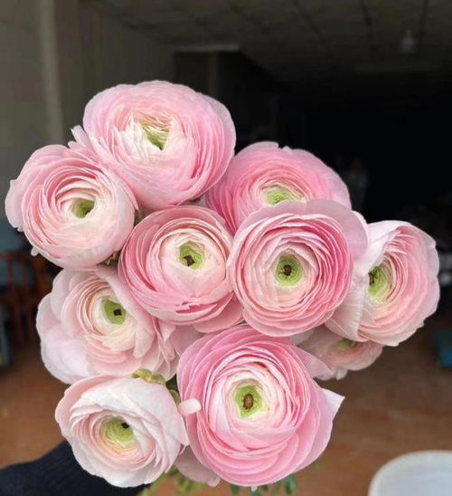  云南鲜花批发平台APP，一站式鲜花批发解决方案，云南鲜花批发平台APP，一站式鲜花批发解决方案的便捷之道--第1张
