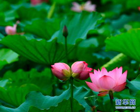  并蒂莲花的美丽传说与寓意--第1张