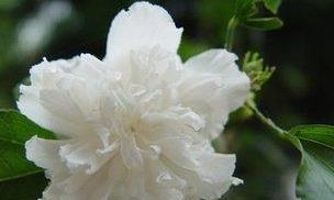  木槿花的功效与作用及禁忌--第1张