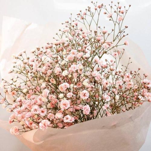  朋友圈晒百合花的心情短语，百合花盛开，心情如诗般的美丽--第1张