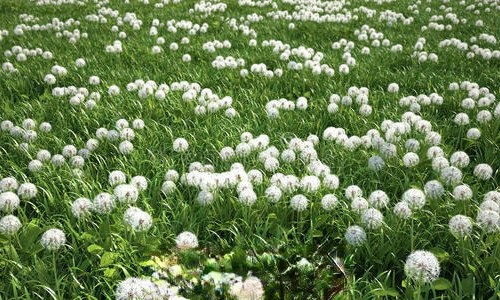  紫色蒲公英的花语与寓意--第1张