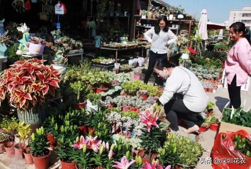  深圳最大花卉批发市场在哪里--第1张