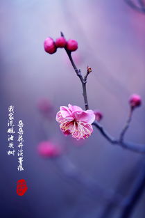  赞美梅花的简短优美句子，赞美梅花，坚韧不拔，傲立雪中的美丽之花--第1张