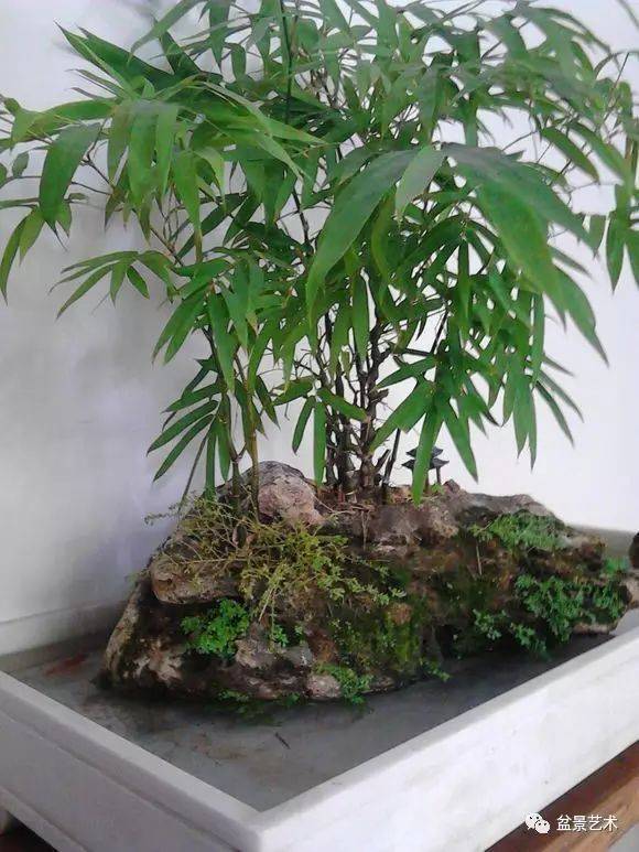  罗汉竹的养护方法--第1张