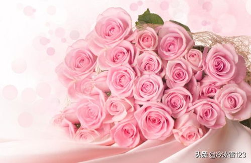  ，5朵粉色玫瑰花代表什么意思--第1张