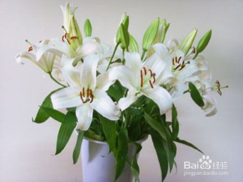  百合花的特殊含义，百合花象征纯洁与永恒的美丽，百合花寓意着纯洁的爱情，代表着永恒的美丽，是表达爱意和情感的美好象征。--第1张