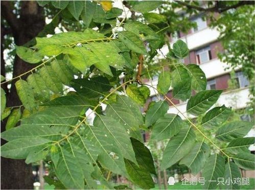  臭椿树，独特的生命力与文化内涵，独特的生命力与文化内涵的魅力--第1张