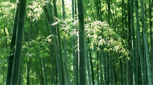  适合北方庭院越冬竹子，适合北方庭院越冬竹子的有，北方庭院越冬竹子品种推荐--第1张