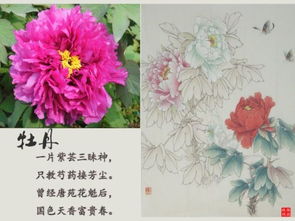  牡丹花的含义及象征--第1张