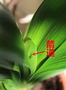  君子兰首次开花预兆什么，君子兰首次开花预兆着好运来临、增加福气、好兆头、喜庆祥和。预示着新生命的到来和新的开始，同时寓意着吉祥如意和财运增加。--第1张