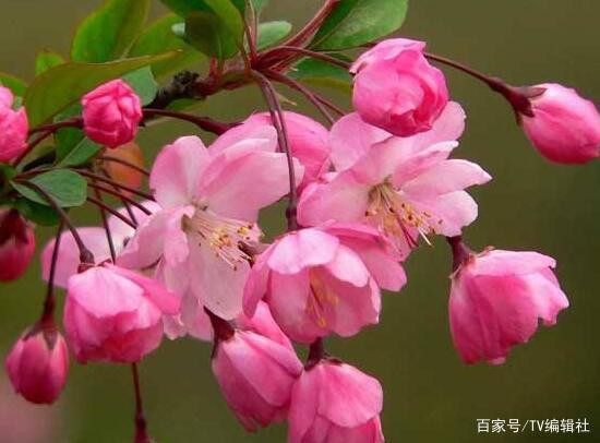  海棠花什么时候开花--第1张