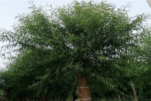  馒头柳价格，馒头柳价格，影响其价格的因素及市场行情分析--第1张