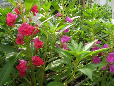  凤仙花图片大全大图——美丽的花卉世界--第1张