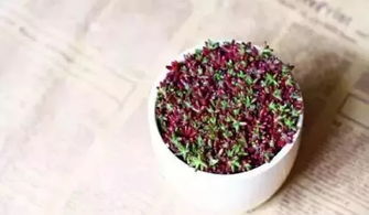  鲜花采购网，一站式鲜花采购平台，让您的生活更加美好，鲜花采购网，一站式购花体验，让生活更美好--第1张