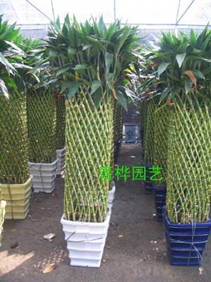  花卉网官网，打造一站式花卉交易平台--第1张