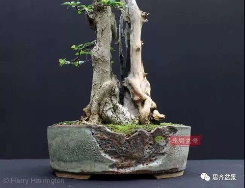  小叶女贞盆景图片欣赏，打造精致庭院的艺术--第1张