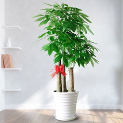  室内大型盆栽植物大全--第1张