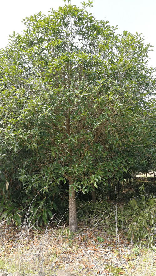  家有1棵桂花树不吉利吗--第1张