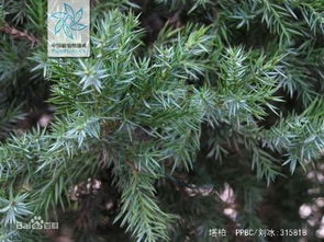  河南桧和蜀桧的区别--第1张