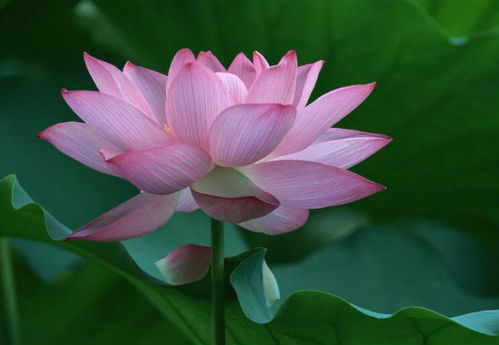  莲花的寓意和象征--第1张