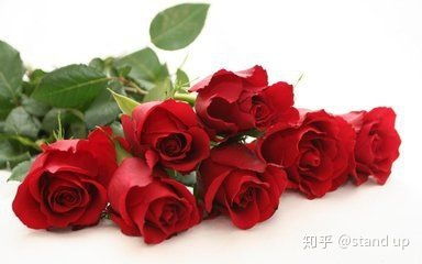  玫瑰花的特点，玫瑰花的美丽之花蕾的特点--第1张