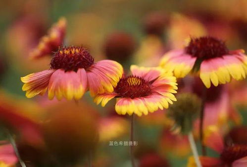  紫娇花图片，美丽与生命的完美结合，紫娇花之美，生命与美丽的完美融合--第1张
