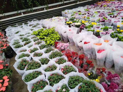  长沙鲜花批发，鲜花市场的繁荣与选择，长沙鲜花批发市场，鲜花市场的繁荣与选择--第1张