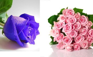  ，19朵玫瑰花代表什么，19朵玫瑰花的花语，爱的最高点、爱的最高境界、长相厮守、坚定不移的信念。--第1张