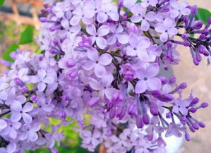  丁香花的颜色，丁香花的紫色或白色花蕾--第1张
