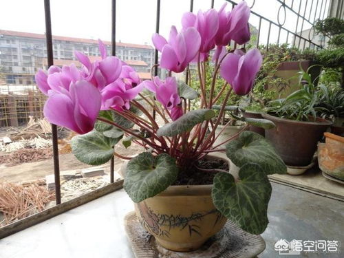  仙客来图片，梦幻般的仙客来世界--第1张