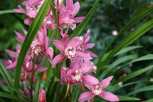  紫玉兰花的语及象征意义，紫玉兰花的象征意义，高洁、典雅--第1张