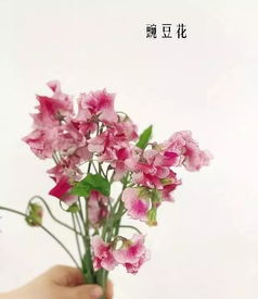  一百种花的名字--第1张