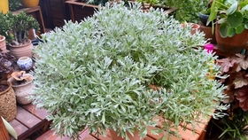  冬日里的不落叶爬藤植物，它们的魅力与养护技巧--第1张