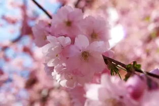  樱花代表什么花语，樱花代表浪漫、纯洁和希望的花语。--第1张