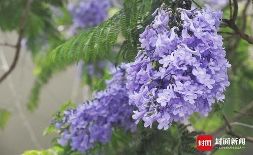  蓝楹花图片，梦幻般的紫色花海之旅--第1张