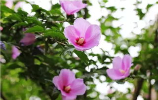  木槿花的寓意——永恒的美丽与坚韧的象征，木槿花的永恒之美与坚韧象征--第1张